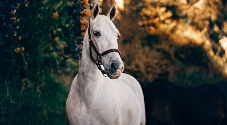 Horse Personality Types Explained